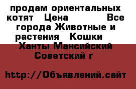 продам ориентальных котят › Цена ­ 5 000 - Все города Животные и растения » Кошки   . Ханты-Мансийский,Советский г.